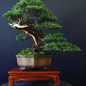 arbol bonsai alex