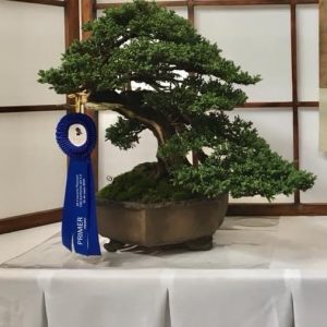 bonsai nuevo museo